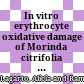 In vitro erythrocyte oxidative damage of Morinda citrifolia L (noni) leaves extract
