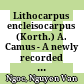 Lithocarpus encleisocarpus (Korth.) A. Camus - A newly recorded from Vietnam and its phylogenetic relationship based on genome-wide SNPs