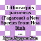 Lithocarpus pacoensis (Fagaceae) a New Species from Hoa Binh Province, Vietnam