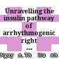 Unravelling the insulin pathway of arrhythmogenic right ventricular cardiomyopathy (ARVC)