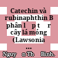 Catechin và rubinaphthin B phân lập từ rễ cây lá móng (Lawsonia inermisL.) /