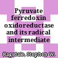 Pyruvate ferredoxin oxidoreductase and its radical intermediate /
